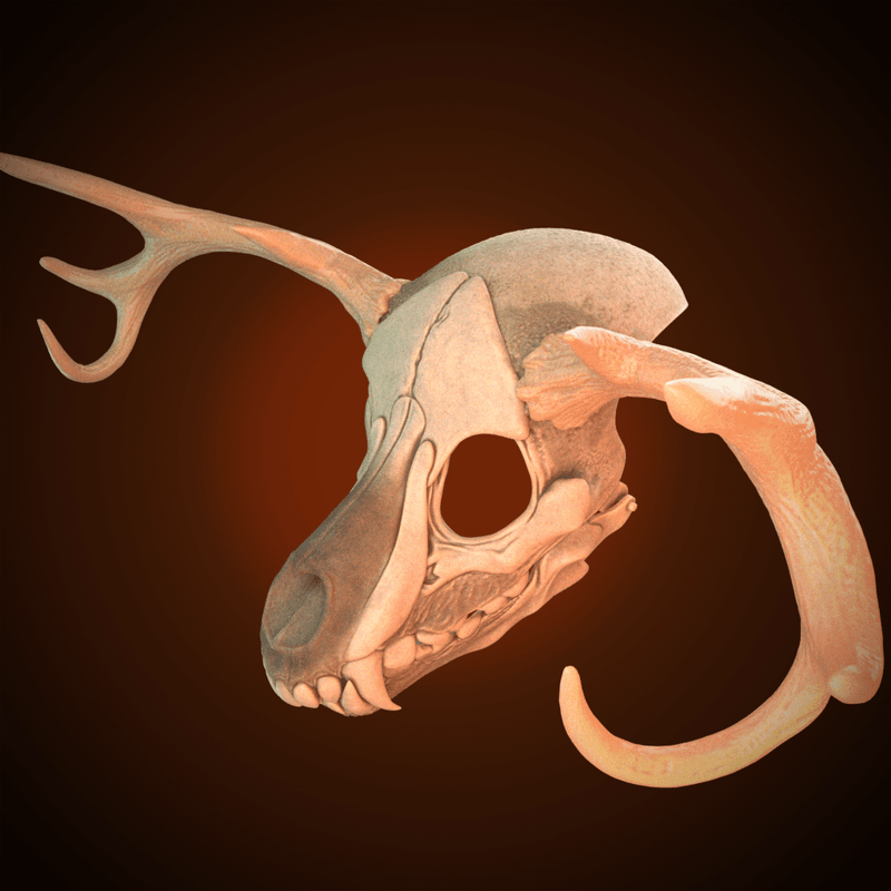 Wendigo Skull Mask 3D Model STL Files