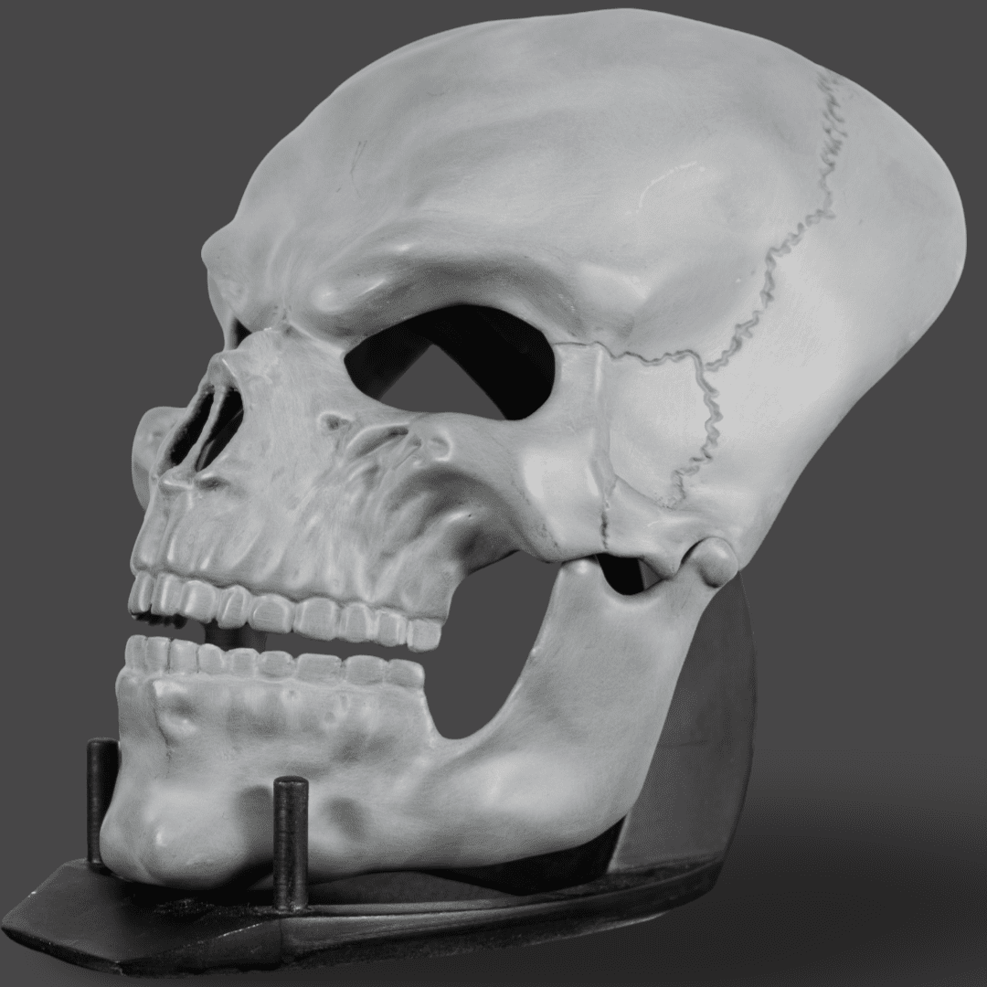 Human Skull Raw Kit 3D Print №6