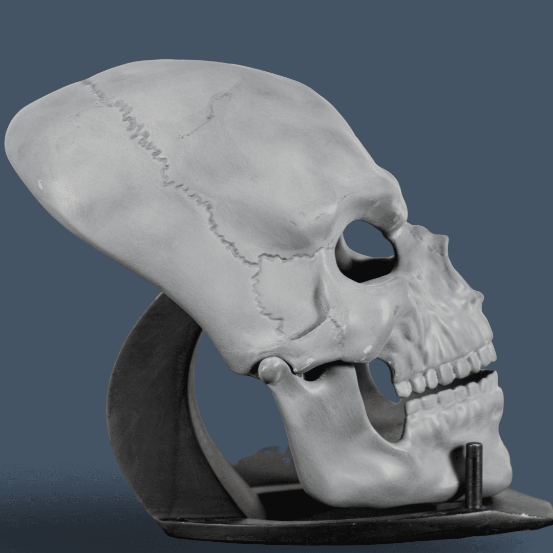 Human Skull Raw Kit 3D Print №6