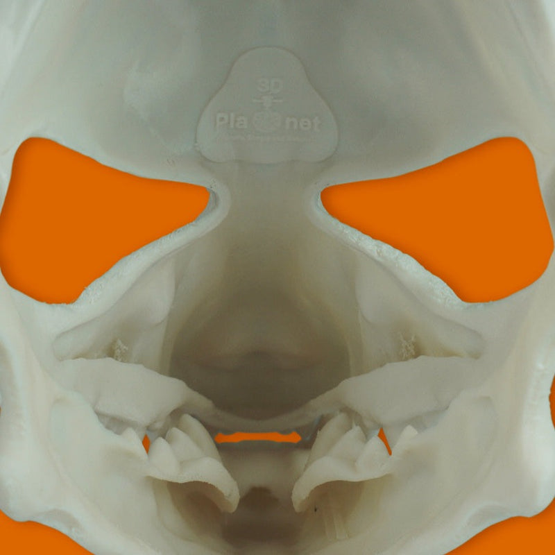 Wolf Skull Mask Raw Kit 3D Print