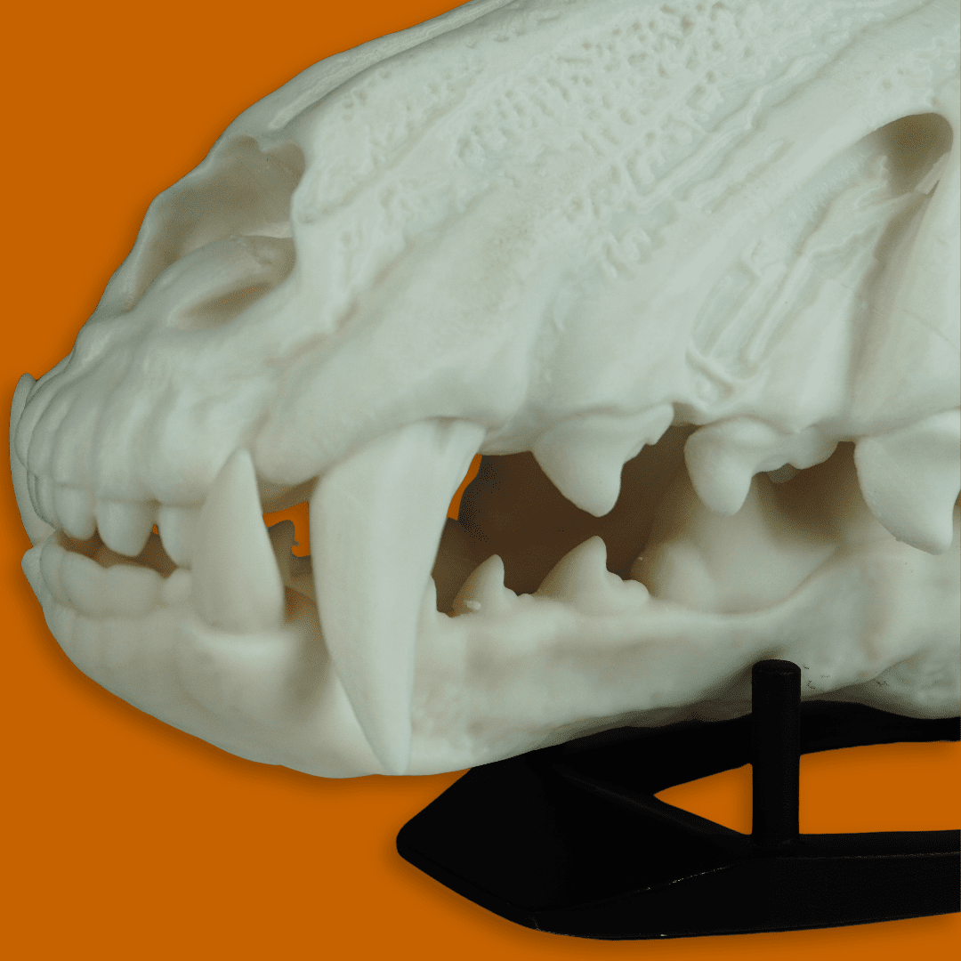 Wolf Skull Mask Raw Kit 3D Print