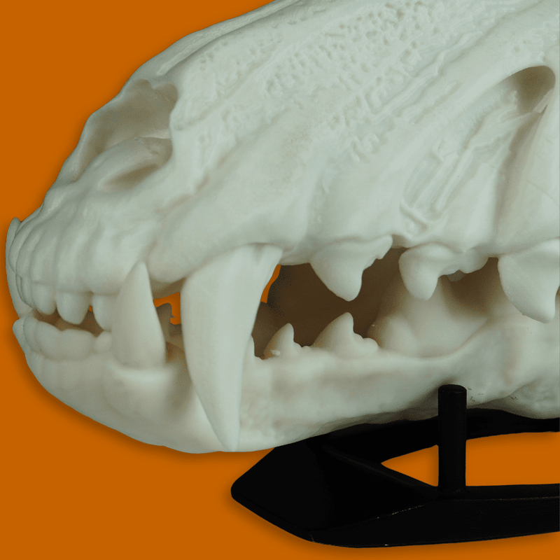 Wolf Skull Mask Raw Kit 3D Print