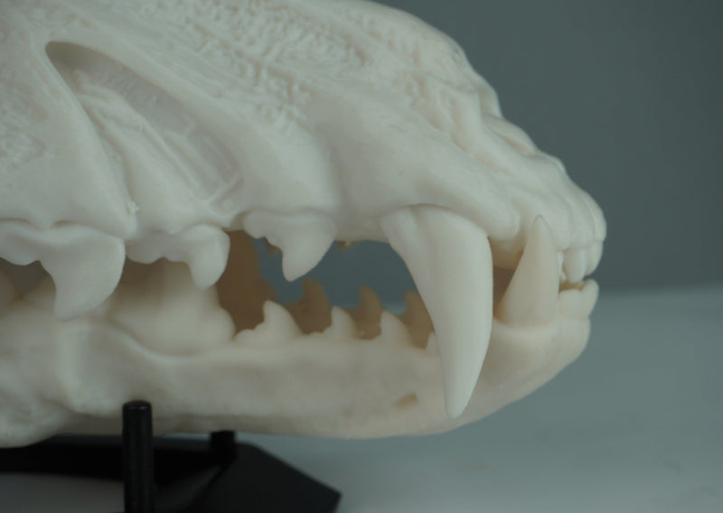 Wolf Skull Mask Raw Kit 3D Print