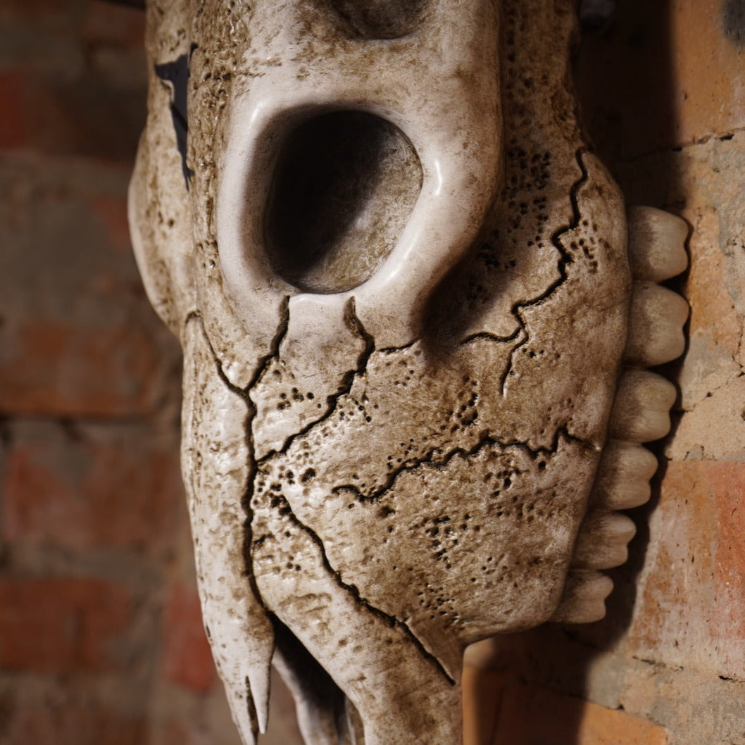 Bull Skull Bone Decor - Bull Horns Wall Sculpture