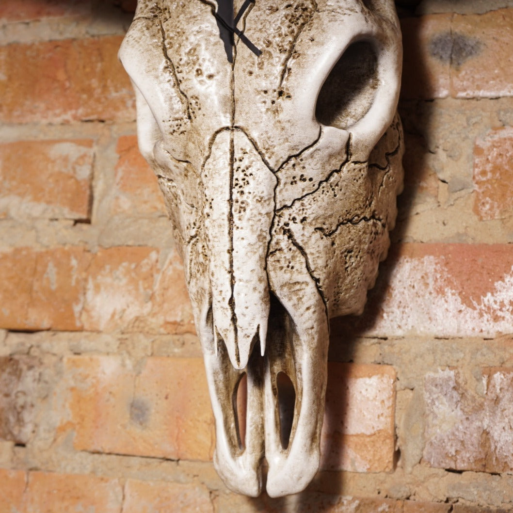 Bull Skull Bone Decor - Bull Horns Wall Sculpture