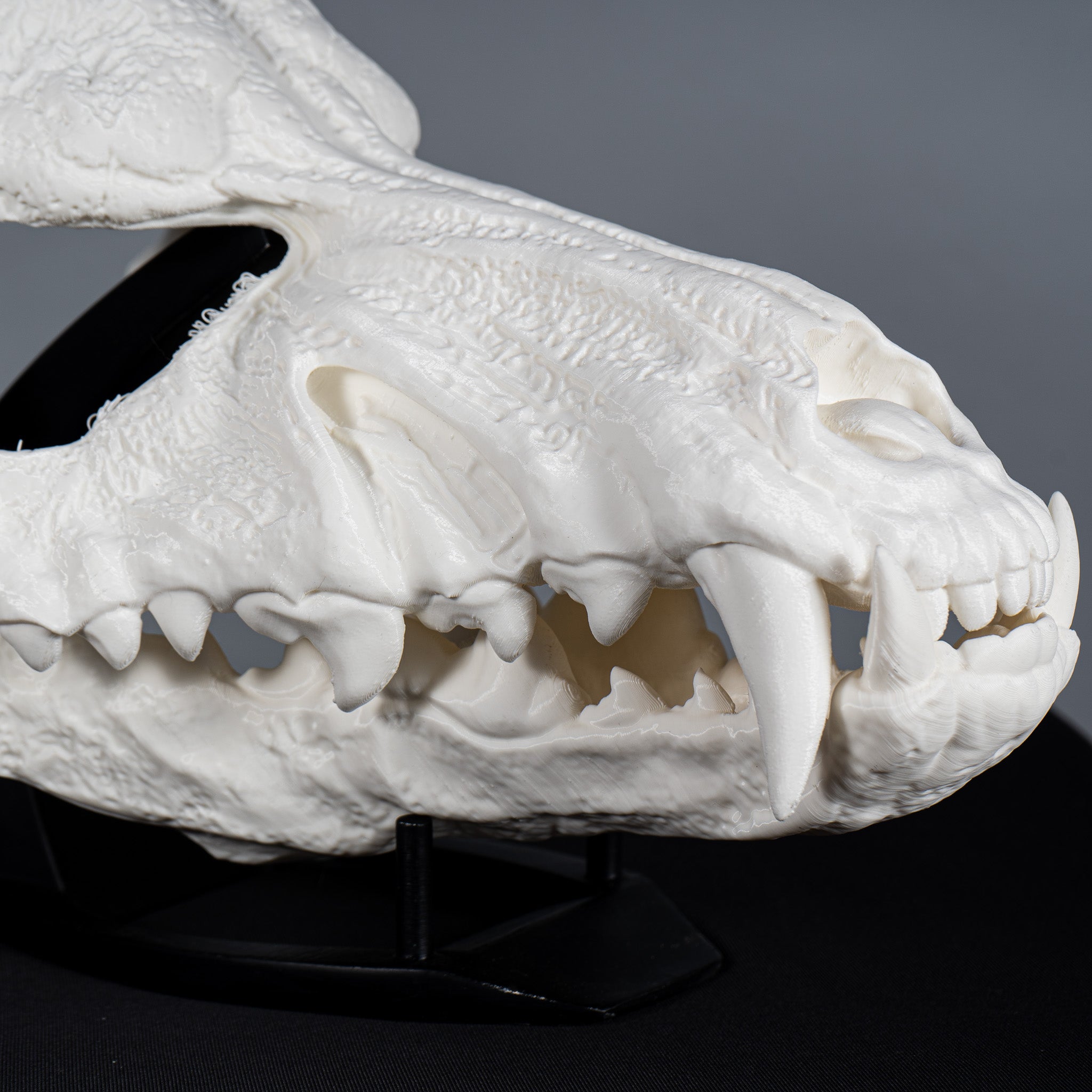 Wolf Skull Mask Raw Kit 3D Print