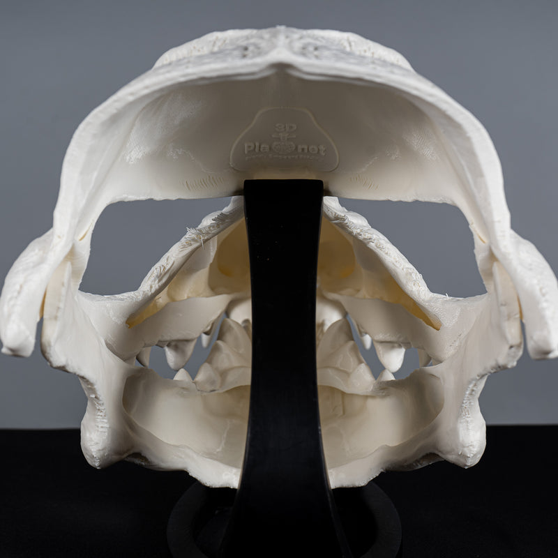 Wolf Skull Mask Raw Kit 3D Print