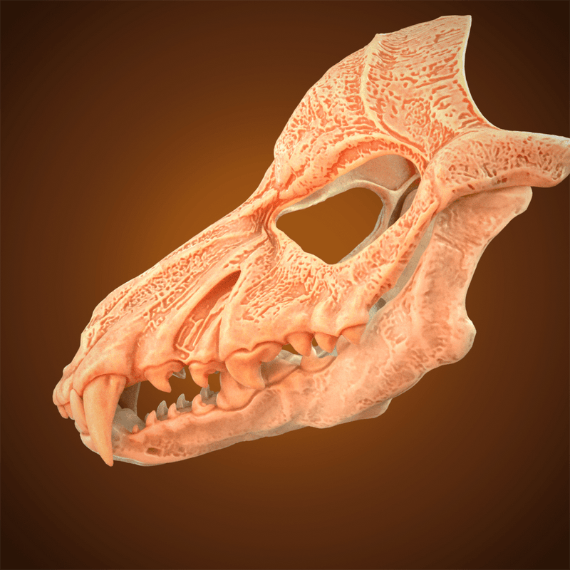 Wolf Skull Mask 3D Model STL file