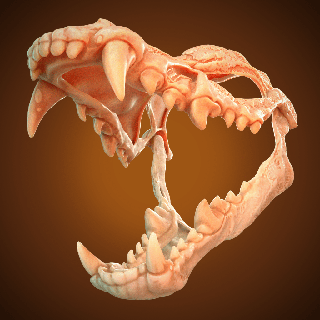 Wolf Skull Mask 3D Model STL file